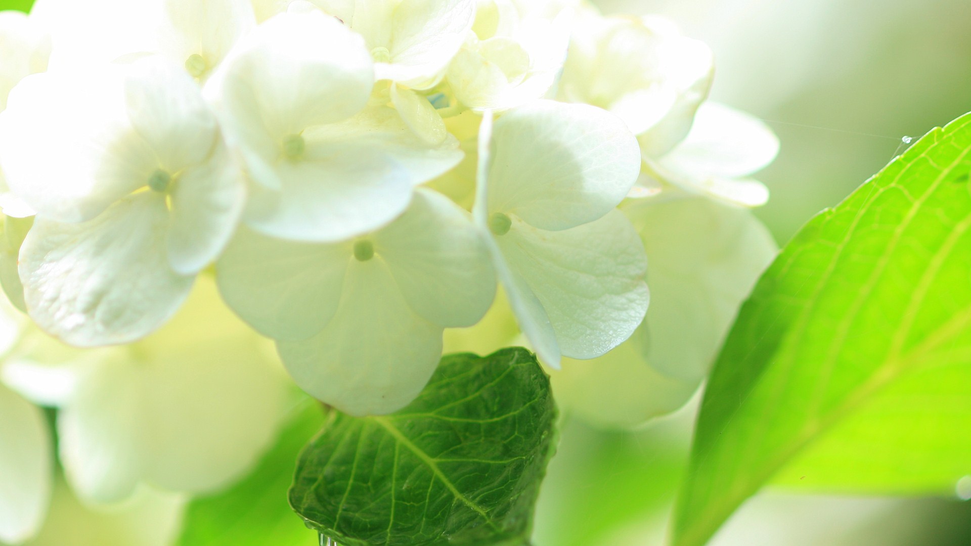白い紫陽花のワイド壁紙 19ｘ1080 カレンダー壁紙館 昴 無料ワイド