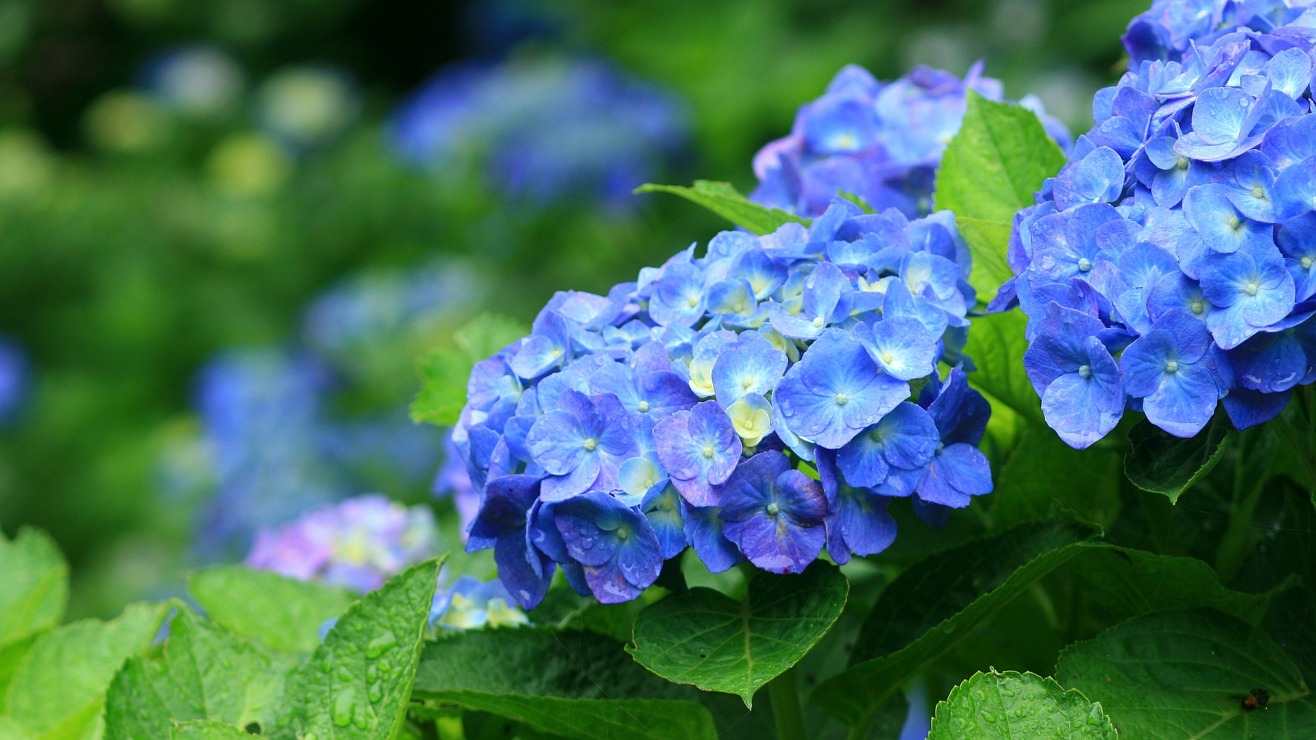 青い紫陽花のワイド壁紙 19ｘ1080 カレンダー壁紙館 昴 無料ワイド