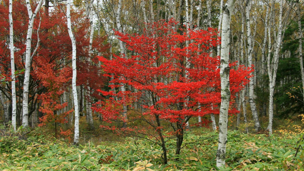 白樺林の紅葉