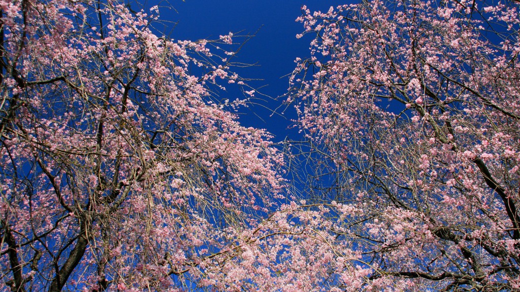 枝垂桜妖艶
