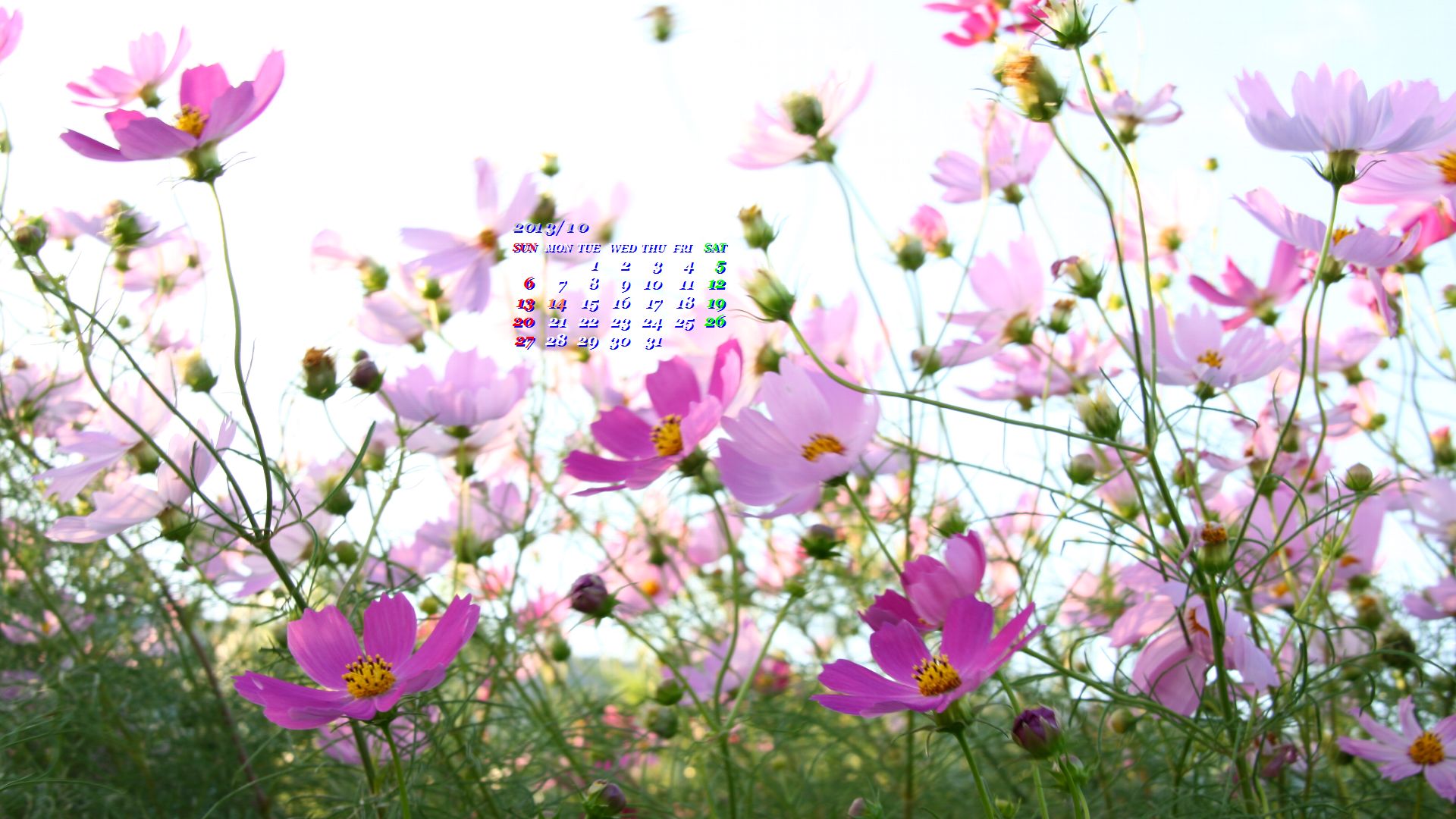 乱れ咲くコスモス 19ｘ1080ワイドカレンダー壁紙 カレンダー壁紙館 昴 無料ワイド