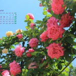 五月の薔薇