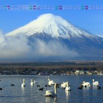 山中湖の白鳥と富士山