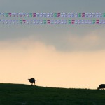 夕陽と放牧の牛（阿蘇）