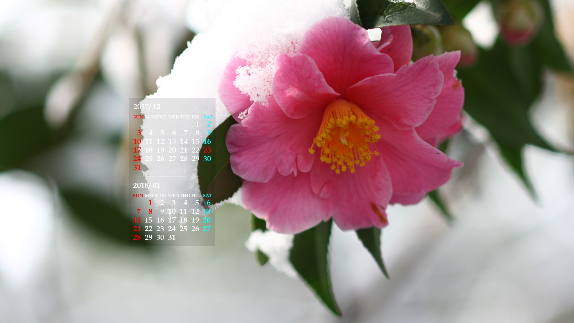 冬の花 カレンダー壁紙館 昴 無料ワイド