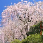 2018年4月カレンダー壁紙