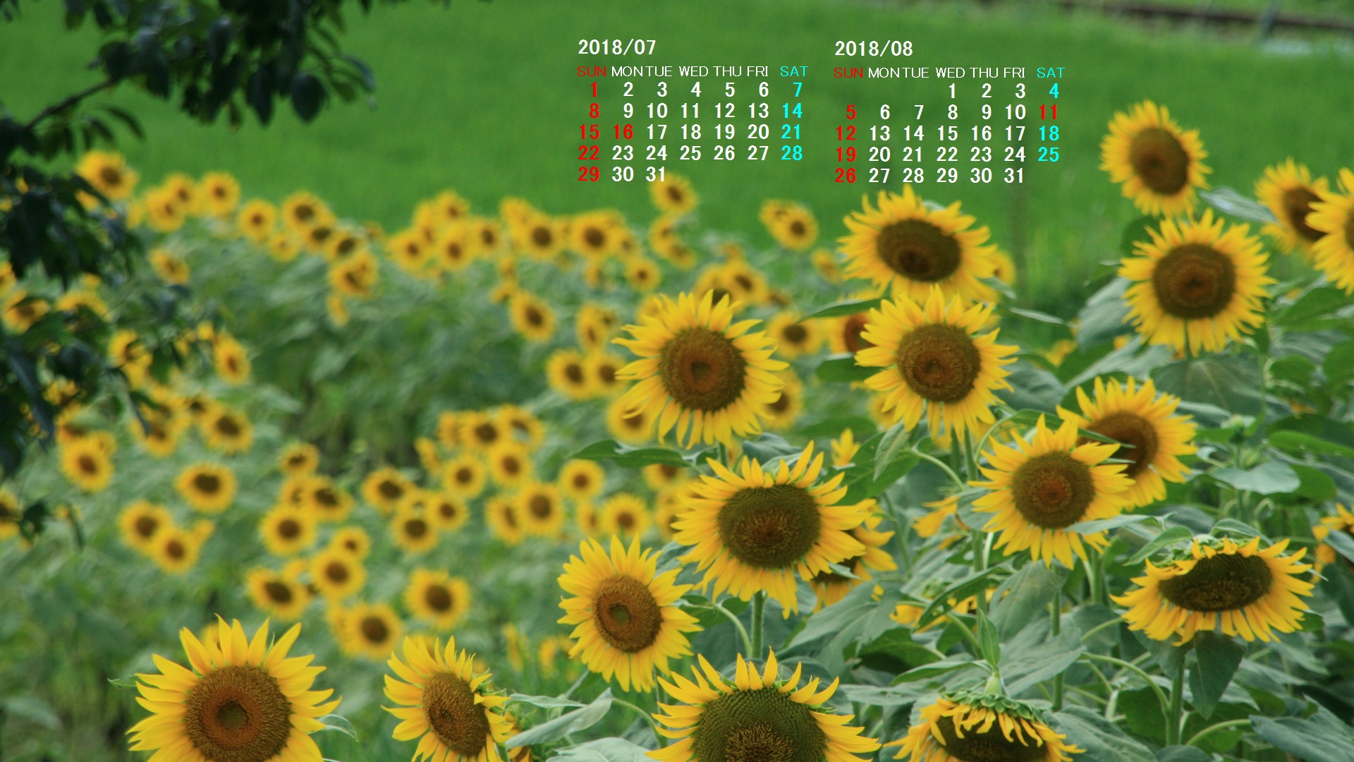 夏の壁紙 カレンダー壁紙館 昴 無料ワイド ページ 5