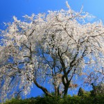 内山緑地の枝垂桜（1920ｘ1080フルＨＤワイド壁紙）