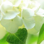 白い紫陽花のワイド壁紙（1920ｘ1080）