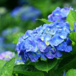 青い紫陽花のワイド壁紙（1920ｘ1080）