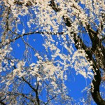 内山緑地の枝垂桜（1920ｘ1080フルＨＤワイド壁紙）