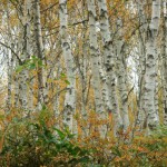 白樺林の紅葉（八千穂高原）のワイド壁紙1920ｘ1080