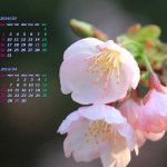 大寒桜（オオカンザクラ）