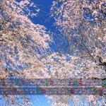 枝垂桜競演