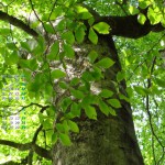 新緑のブナ大樹