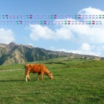 阿蘇の草原で草を食む牛