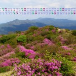 五月の山を彩るミツバツツジ（井原山）