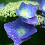 雨と紫陽花（1）