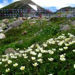 ハクサンイチゲの花開く白山