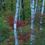 白樺林の秋